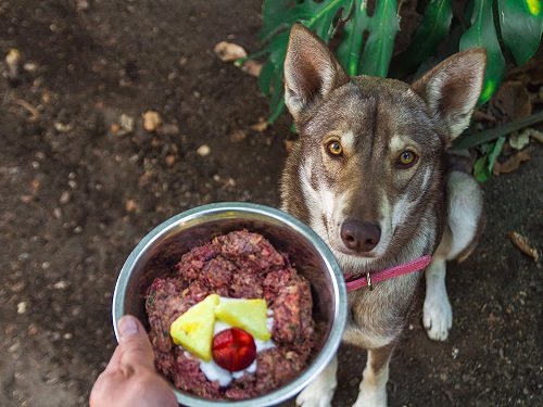 Transitioning Your Senior Dog to a Raw Food Diet